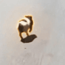 Wilbur