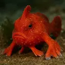 redhandfish
