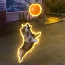 CORGI