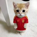 Gato