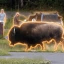 BISON