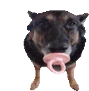 QUI