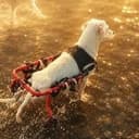 dogwifwheels