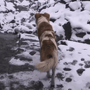 Perrito