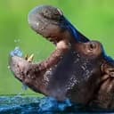 PEPE
