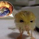 Jerboa