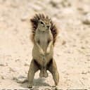 NUTS