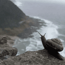 Snail