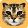 #cat