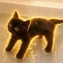 splashcat