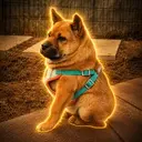 Scooby