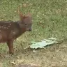 Yenai