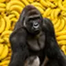 HARAMBE