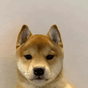 Inucoin