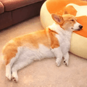 こまち