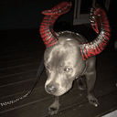 Bull