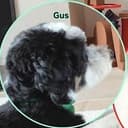 gus