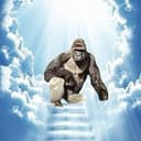 HARAMBE