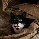 happycat