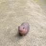smol