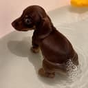 FARTDOG