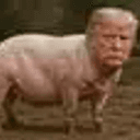 pignald