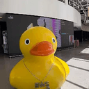 MCQUACKATHON