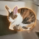 Cabbit