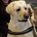 CallDog