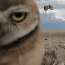 Hoo