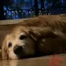 妮妮
