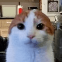 lui