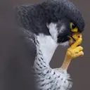 SHH