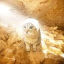 cryptidcat