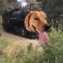 TRAINDOG