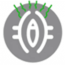RVF