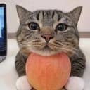 Applecat