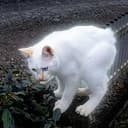 GATO