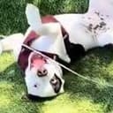 COPYDOG