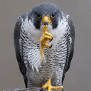 falcão