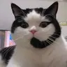 CALLCAT