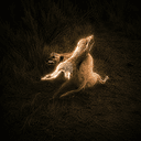 Hare