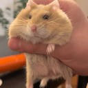 MoChi