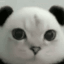Pandacat