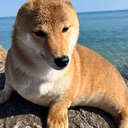 sealdog