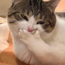 shushcat