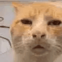 Reaction