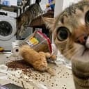 混沌猫