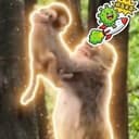SIMBA