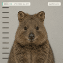 QUOKKA